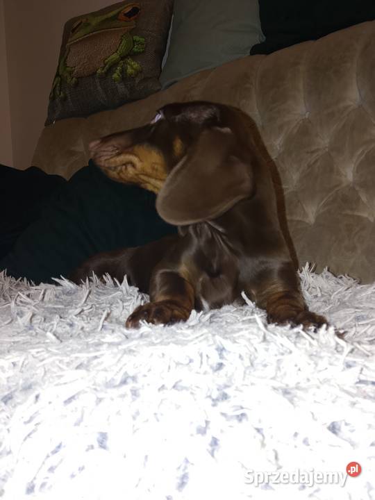 Jamnik standard piesek lubelskie Garbów