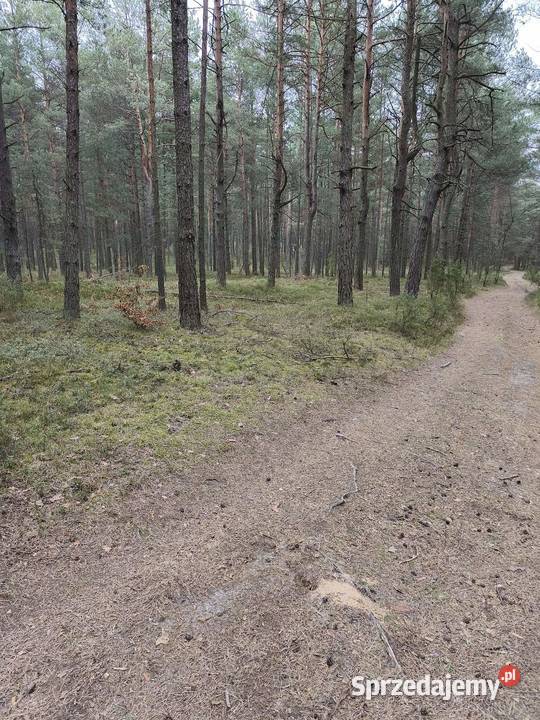 Sprzedam działkę leśną las Kotowice