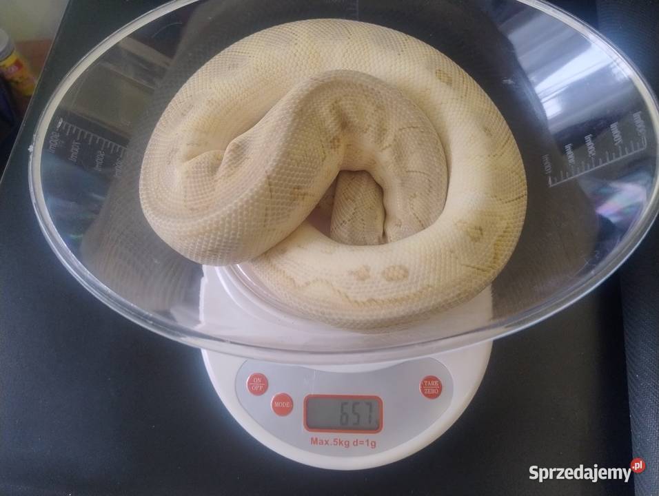 Samiec Pyton Królewski Pastel Butter Spotnose Jelenia Góra