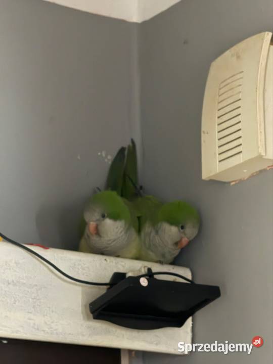 Mnichy Nizinne do woliery mazowieckie Pruszków