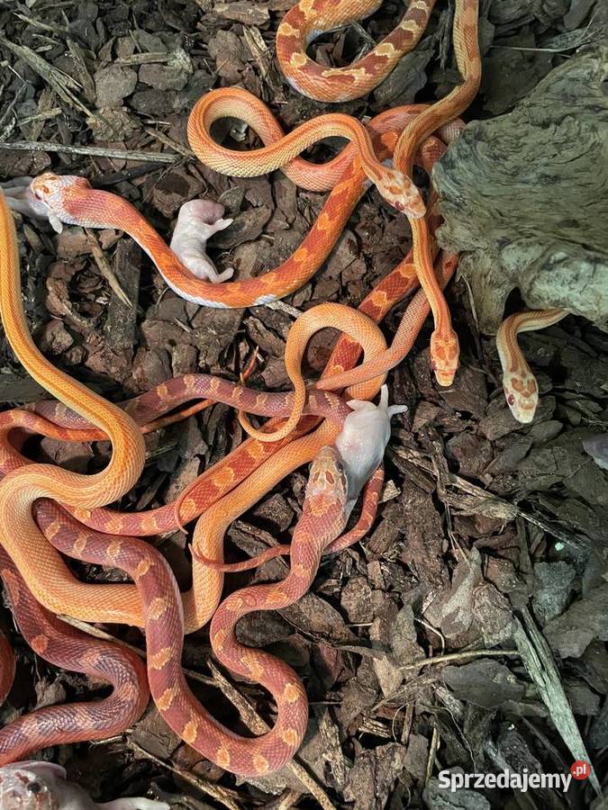 węze zbożowe odmiany colorystyczne Gliwice sprzedam