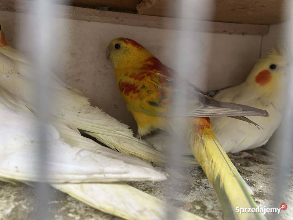 Świergotki para lęgowa 24r Skała