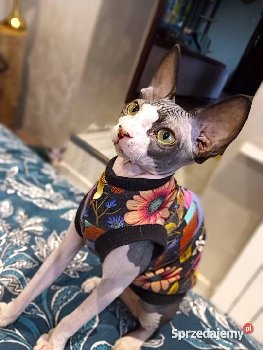 Sfinks Kanadyjski kotka FPL Pleszew