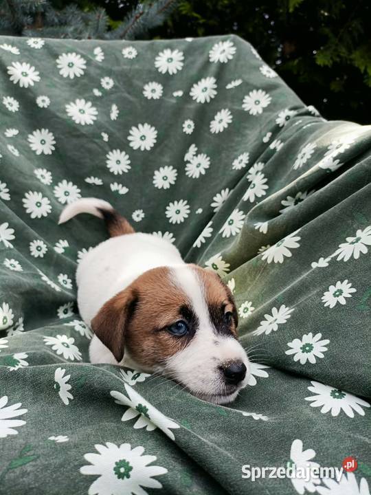 Wzorcowe Jack Russell terrier rodzice rodowód Krapkowice