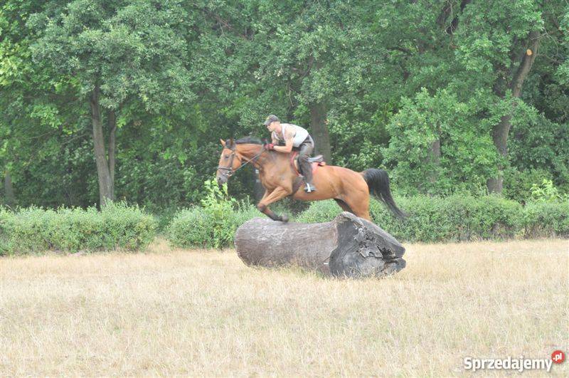 POLSKI KOŃ SZLACHETNY PÓŁKRWI KLACZ DAKOTA Pozostałe sprzedam