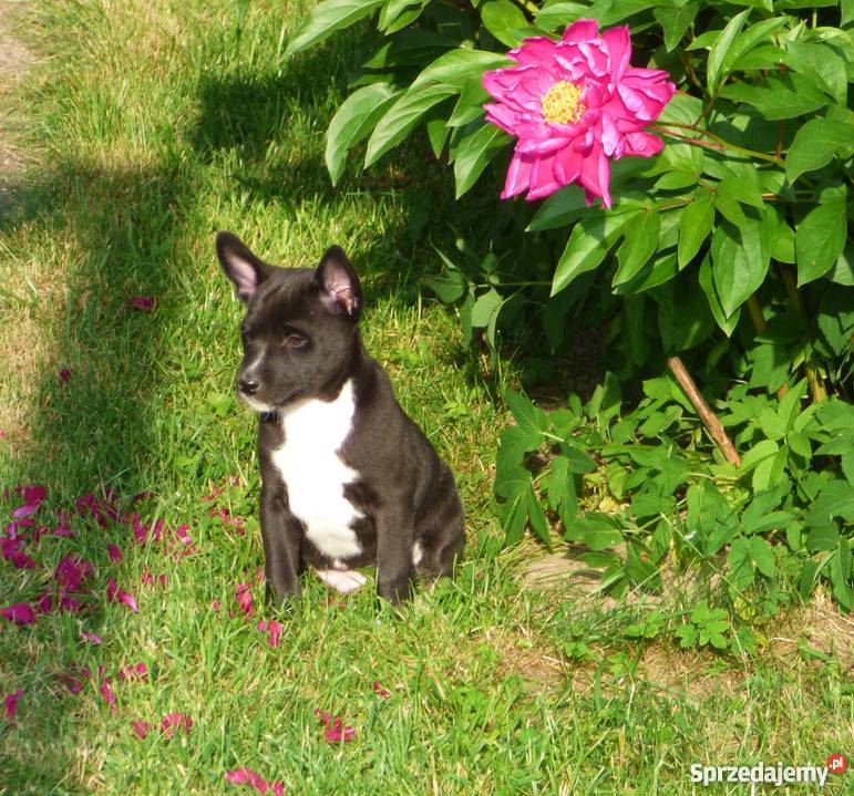 Basenji szczenięta do odbioru pod koniec czerwca łódzkie