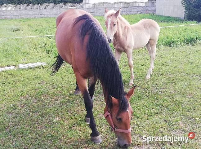 Koń klacz matka i córka Konie Drużbice