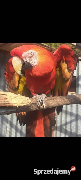 Harlequin x Macao dorosła para dolnośląskie