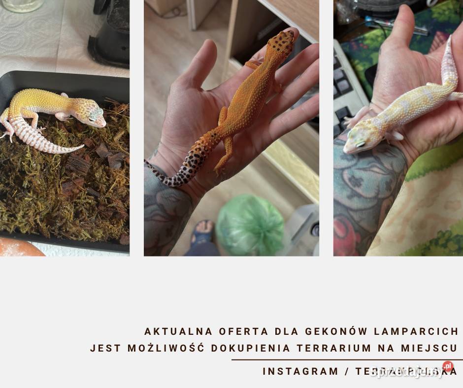 Gekony Lamparcie Unikaty mazowieckie Warszawa sprzedam