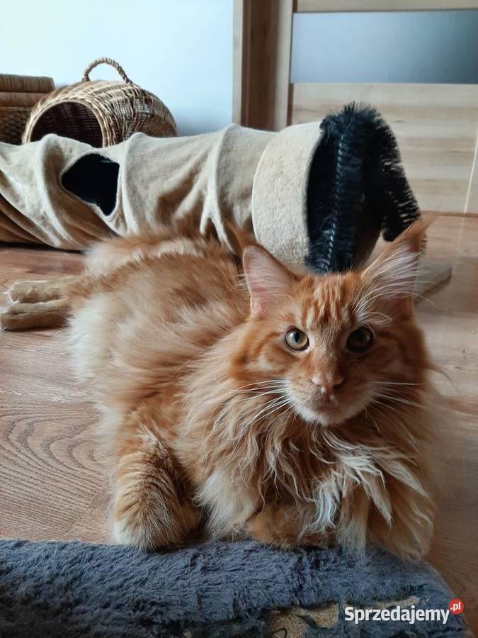 Maine Coon 8 miesieczne rodzenstwo szuka domku Maine Coon Kraków