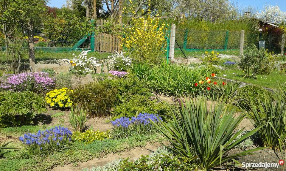 Działka rekreacyjna na ROD Skarbówek Szczecin