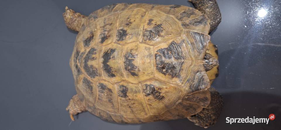 Żółw lądowy sprzedam
