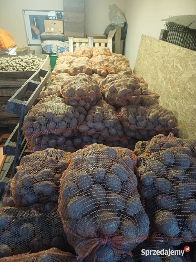 Ziemniak jadalny Rośliny okopowe Jabłonna Pierwsza sprzedam