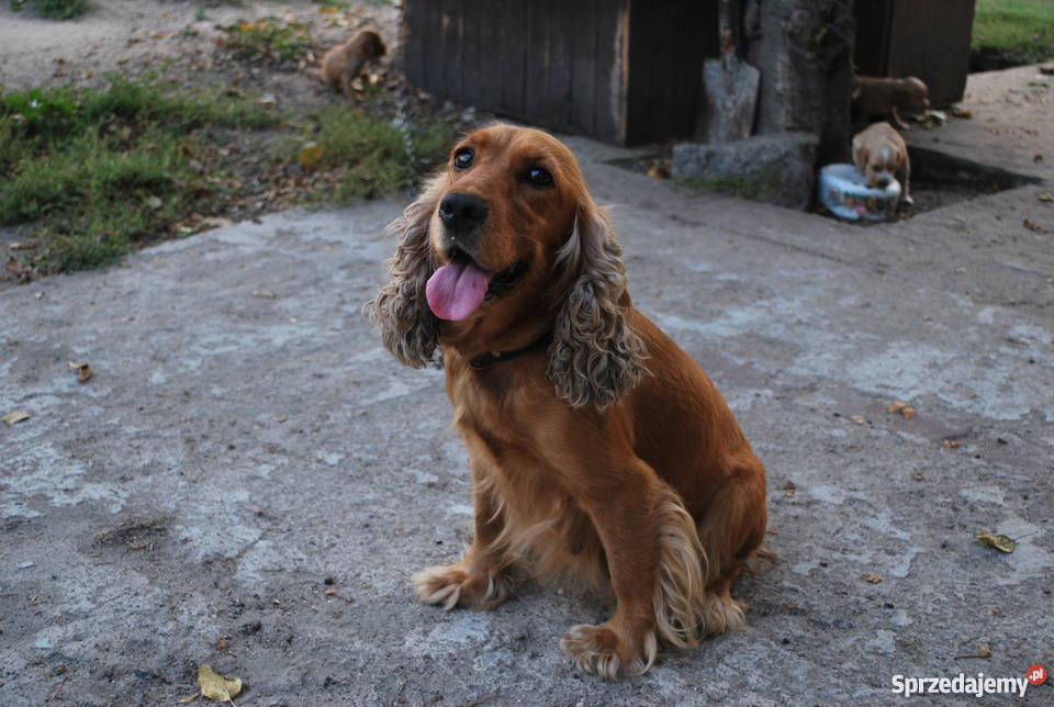 Cocker Spaniel szczeniaki Nowa Dęba