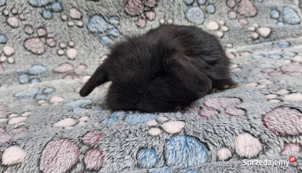 Króliczek Baranek Mini Lop samiczka Wołomin