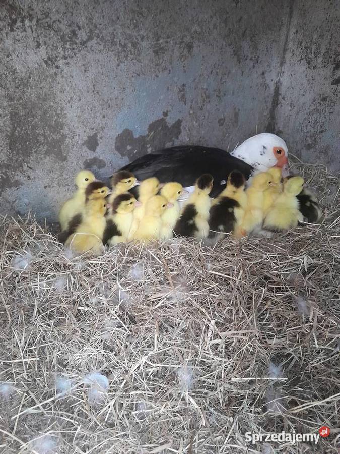 Swojskie kaczki Nowa Wieś Lęborska