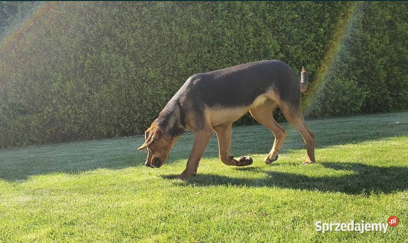 Ogar Polski sunia śląskie Wodzisław Śląski