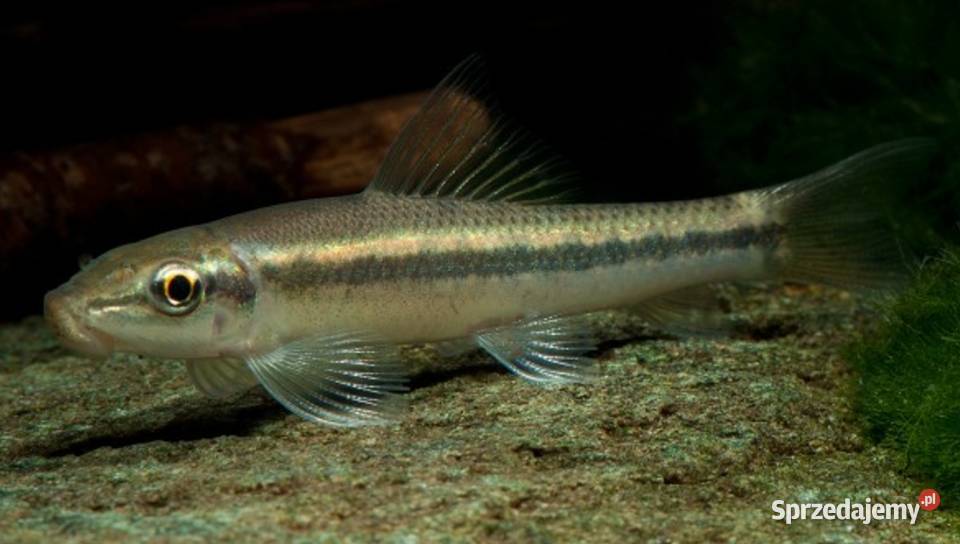 Glonojad syjamski Gyrinocheilus aymonieri Gdańsk