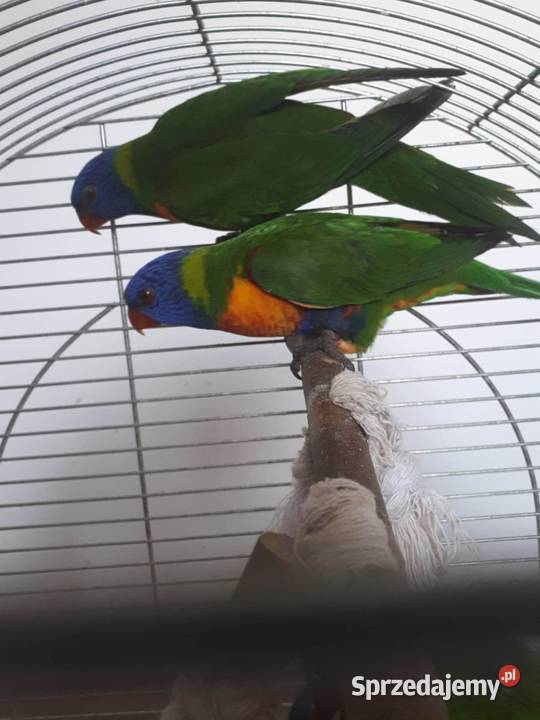 Lorysy tęczowe pary dorosłe i młode Skała