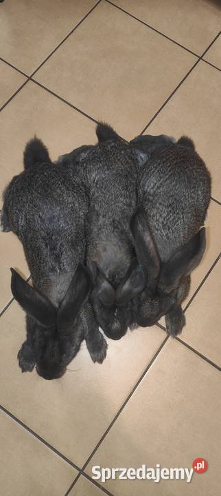 Olbrzym belgijski żelazisty Górki