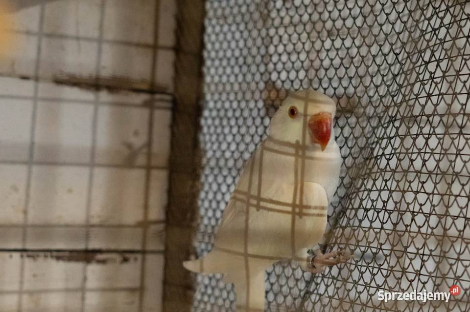 Aleksandretta Obrożna Albinos