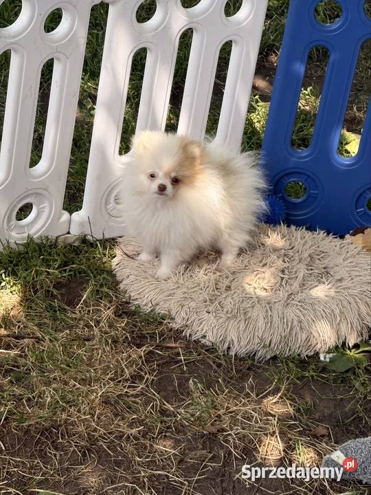 Szpic miniaturowypomeranian Zrębice