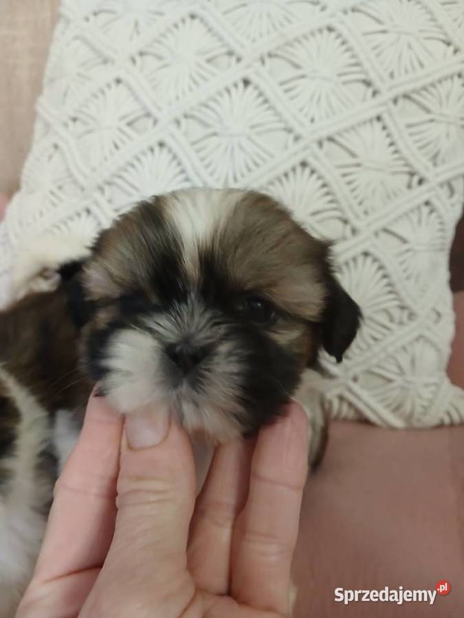 Shih tzu śliczne szczenięta śląskie Katowice