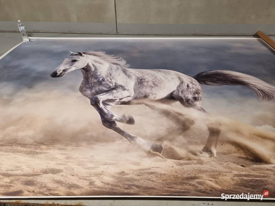 Fototapeta Koń w biegu Warszawa