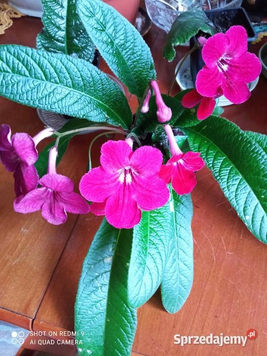 Skrętniki piękne kwiaty