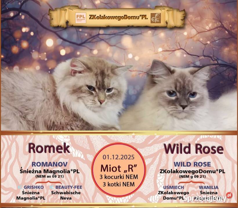 Koty Syberyjskie Neva Masquerade ROYAL Kwilcz