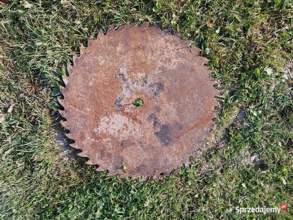 cyrkolatka pila duża Wojsławice