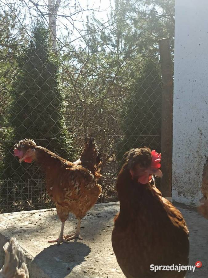 Jaja lęgowe czubatka staropolska Krupe