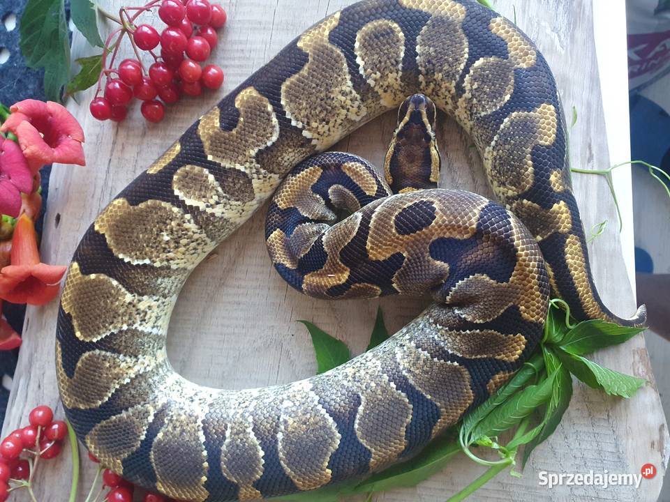 Węże królewskie zbożowe heterodony