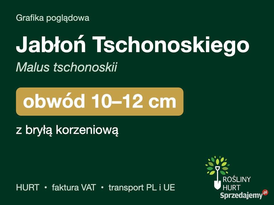 Jabłoń Tschonoskiego obwód 1012 z bryłą HURT