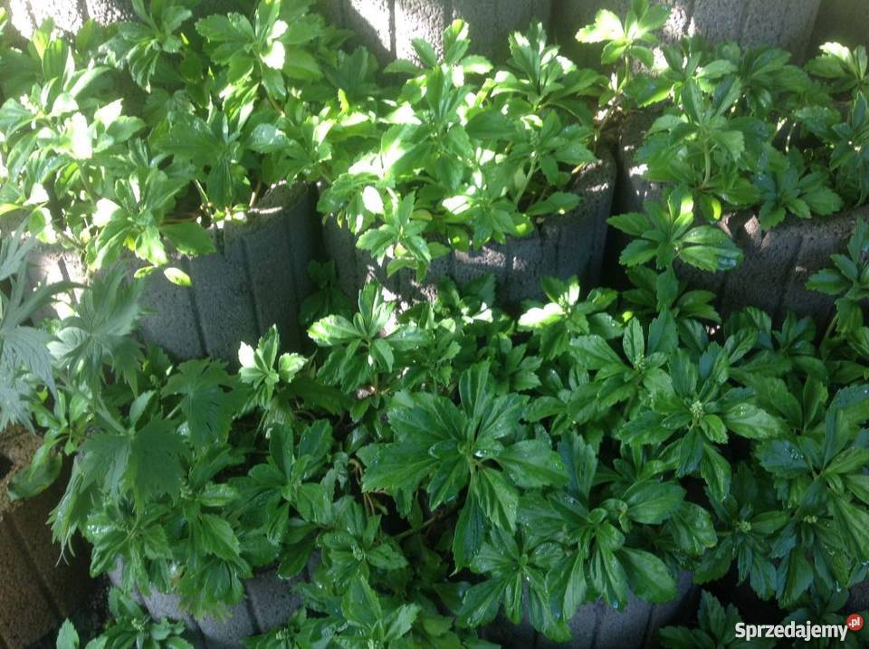 rannica japonska zimozielona Bydgoszcz