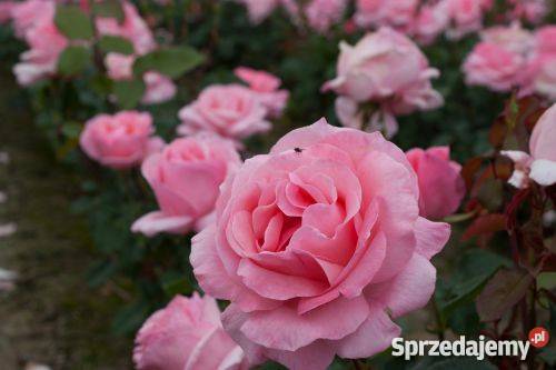 Róże krzewy róż sprzedam PRODUCENT łódzkie Łask sprzedam