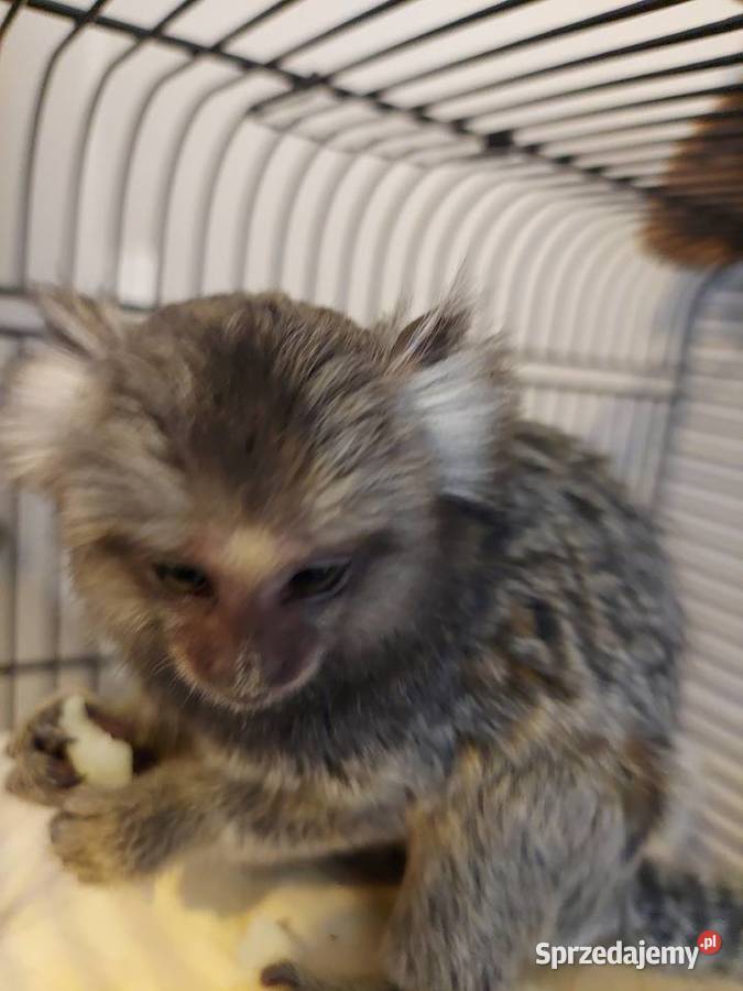 Małpka Marmozeta Białoucha