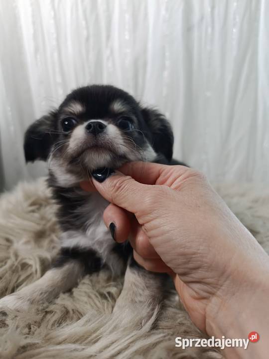 Chihuahua podpalany Warszawa