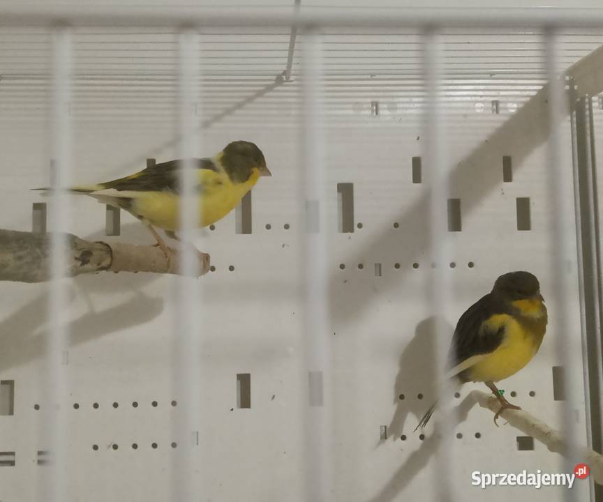 Sprzedam kanarki glostery arlekiny portugalskie Ptaki Zielonka