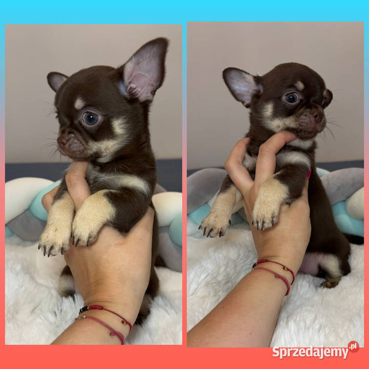 Chihuahua długowłosy piesek choco tan badania łódzkie Bełchatów