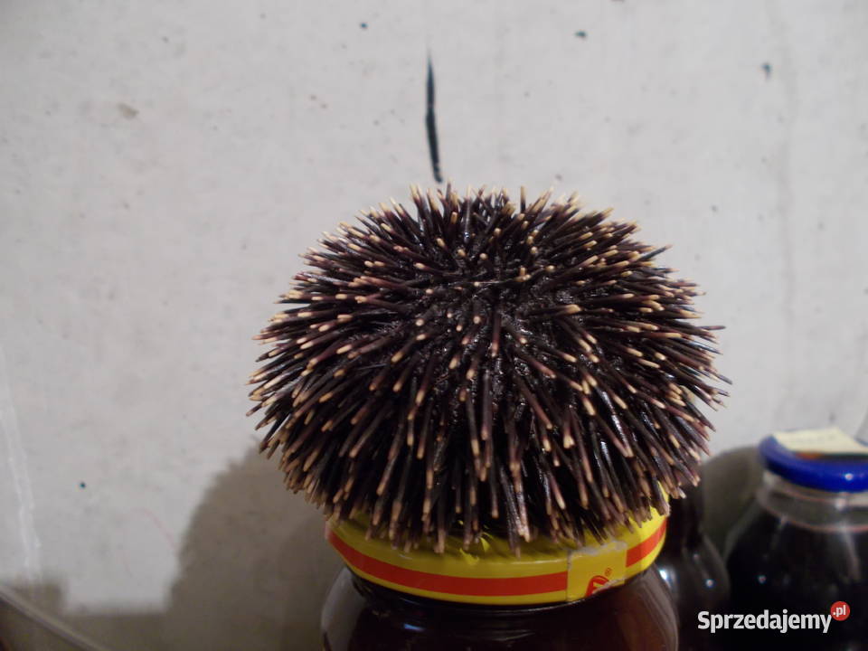 JEŻOWIEC zakonserwowany Skarżysko-Kamienna