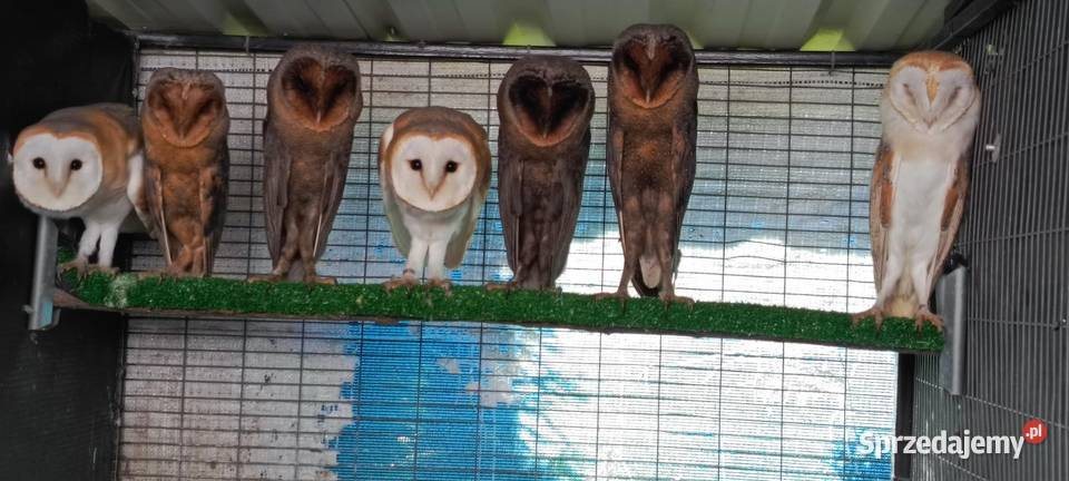 Sowy Sowa Płomykówka śląskie Jastrzębie-Zdrój sprzedam