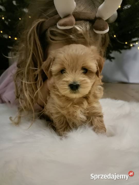 Maltipoo szczeniakisuczki Baranów sprzedam