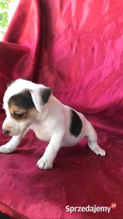 Jeden samiec i dwie suczki Jack Russell