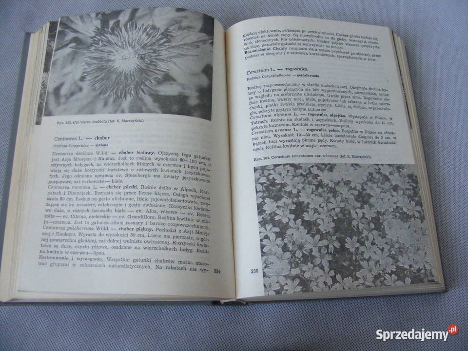 Uprawa roślin ozdobnych Chmiel Baraniecka sprzedam