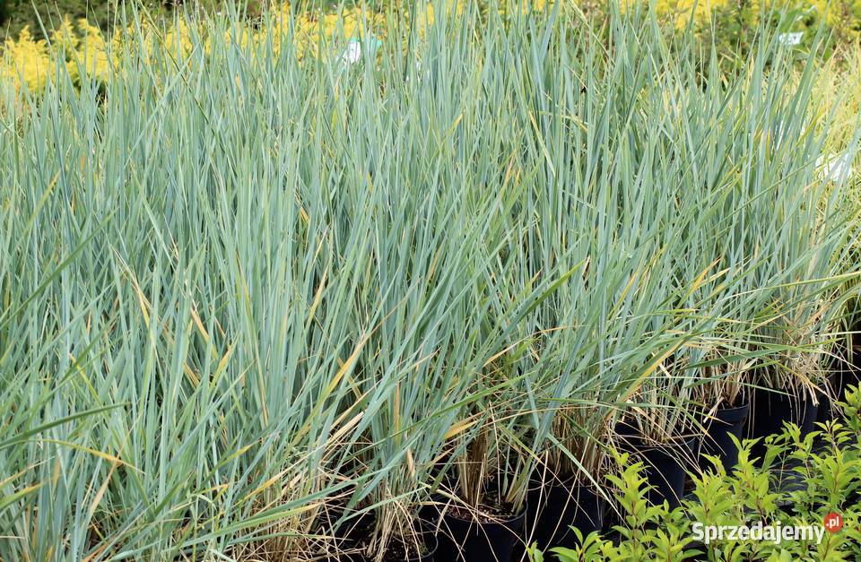 Wydmuchrzyca piaskowa Glauca Imbramowice sprzedam