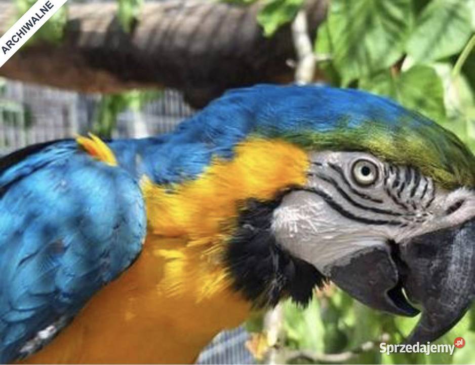 Kupię Ary Ararauna Ptaki Oporówko