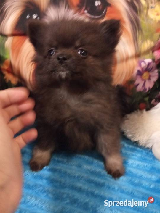 Chłopak szpic miniaturowy malutki Brodnica