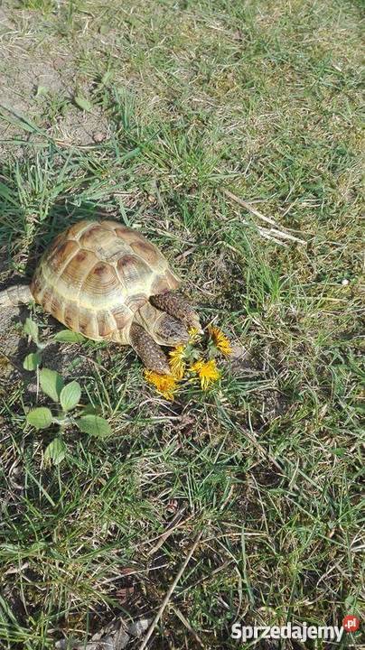 Sprzedam żółwia lądowego Częstochowa sprzedam