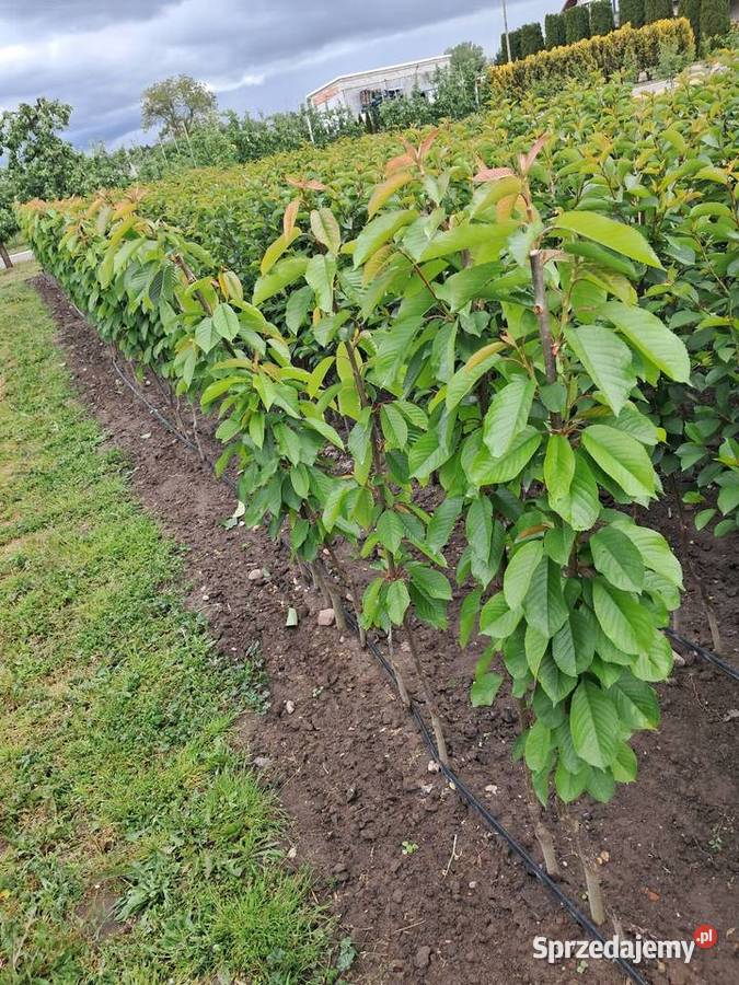 Drzewko Czereśnia Nowe Miasto nad Pilicą